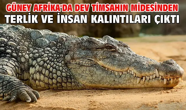 Güney Afrika’da Korku Dolu Olay! Dev Timsahın Midesinde İnsan Kalıntıları Kayıp İş İnsanı Vakasıyla İlişkilendiriliyor