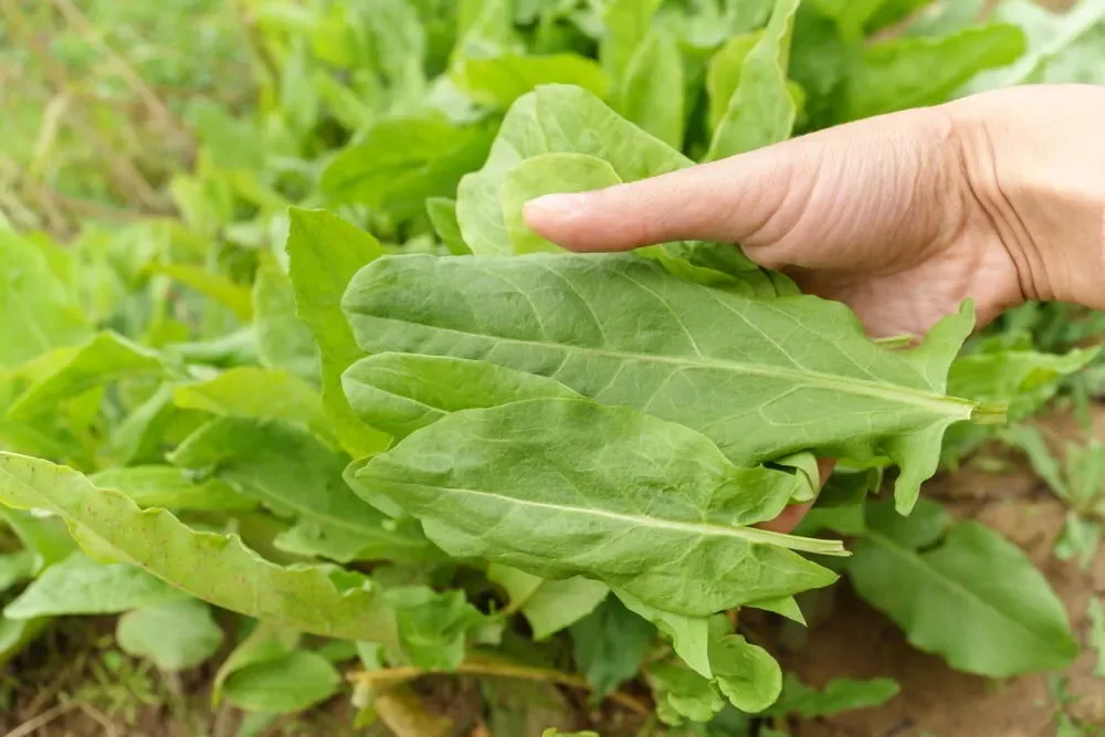 Kuzu Kulağı Nedir? Otu, Faydaları, Alkol ile Kullanımı ve İki Kuzu Kulağı Ne Demek?