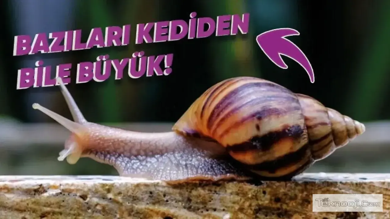 Bir Salyangozun Yemek Yediğini Hiç Gördünüz mü VİDEO?