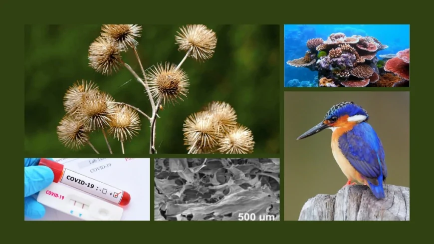 Canlıları Taklit Ederek Yapılan Teknolojik Aletler Nelerdir? Doğadan İlham Alan İcatlar